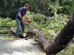 Best Hedge Trimming  in Evergreen, AL